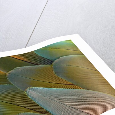Close-up of Parrot Feathers by Anonymous