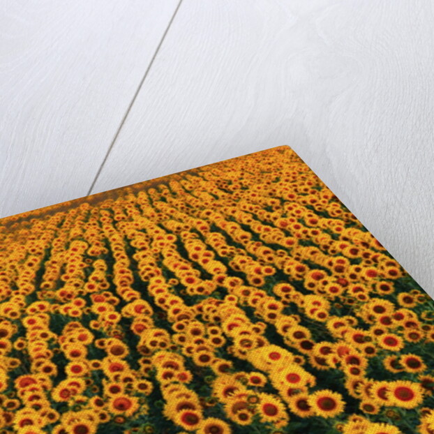 Sunflower Field in Bloom by Anonymous