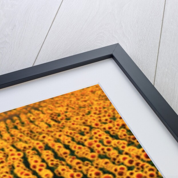 Sunflower Field in Bloom by Anonymous