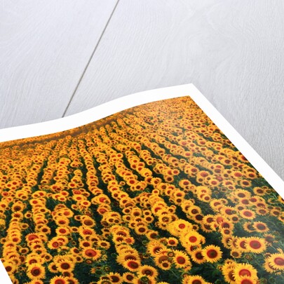 Sunflower Field in Bloom by Anonymous