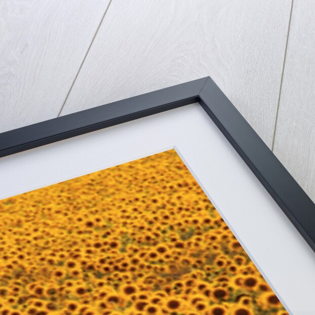 Sunflower Field in Bloom by Anonymous
