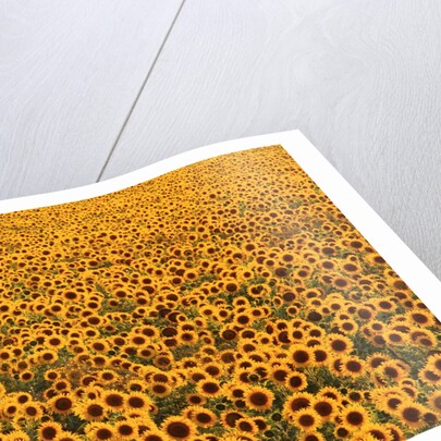 Sunflower Field in Bloom by Anonymous