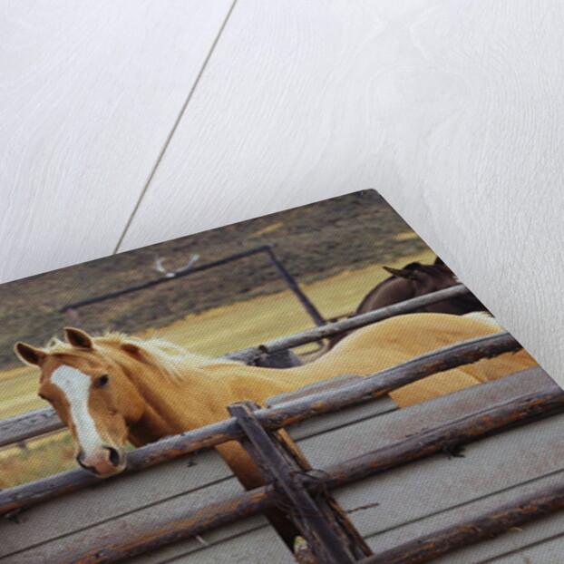Cowboy and Horses by Anonymous
