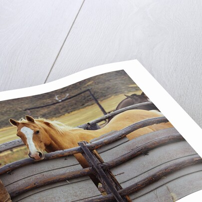 Cowboy and Horses by Anonymous