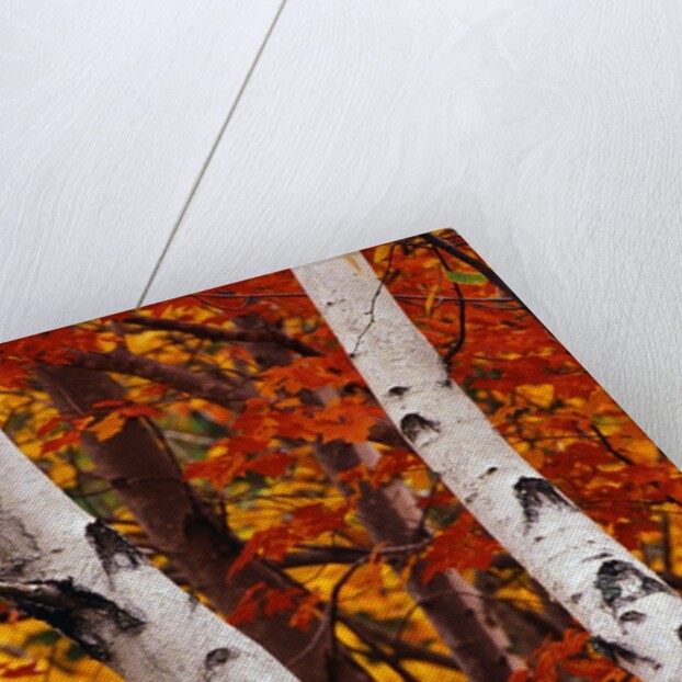 Birch and Maple Trees in Autumn by Anonymous