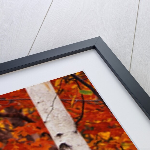 Birch and Maple Trees in Autumn by Anonymous