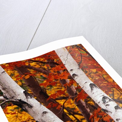 Birch and Maple Trees in Autumn by Anonymous