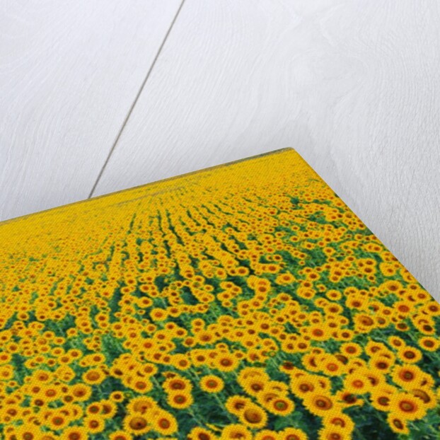 Field of Sunflowers by Anonymous