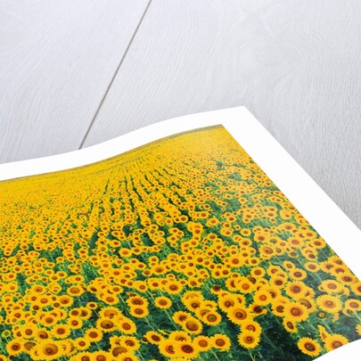 Field of Sunflowers by Anonymous