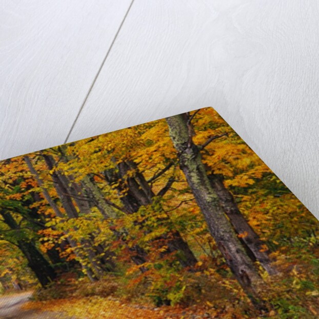 New England Road in Autumn by Anonymous