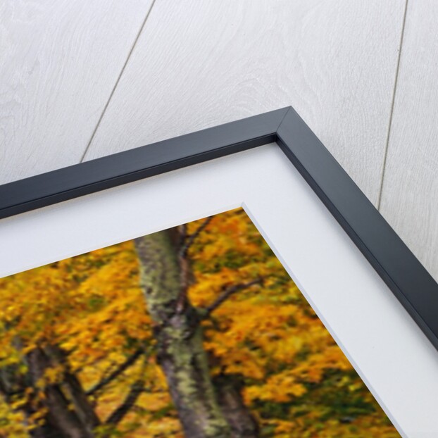 New England Road in Autumn by Anonymous