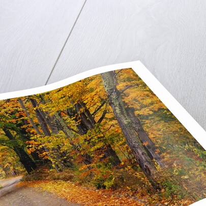 New England Road in Autumn by Anonymous