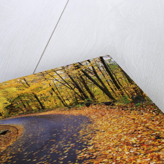 Autumn Leaves on a Curved Road by Anonymous