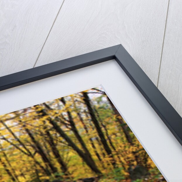 Autumn Leaves on a Curved Road by Anonymous
