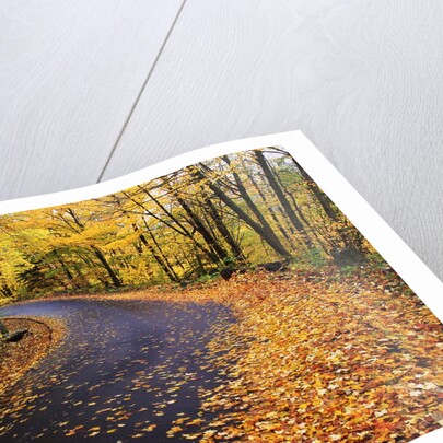 Autumn Leaves on a Curved Road by Anonymous