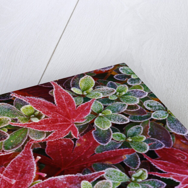 Frost on Japanese Maple and Azalea Leaves by Anonymous