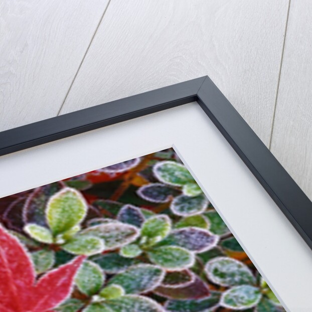 Frost on Japanese Maple and Azalea Leaves by Anonymous