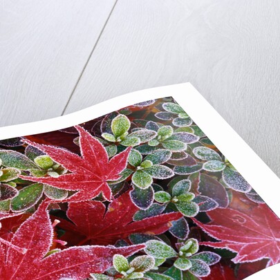 Frost on Japanese Maple and Azalea Leaves by Anonymous