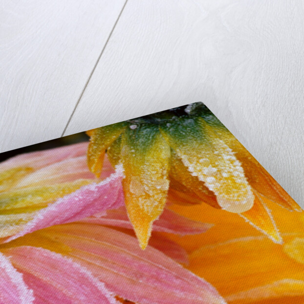 Frost on Dahlia Petals by Anonymous