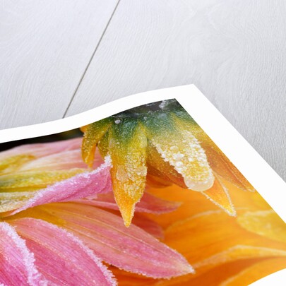 Frost on Dahlia Petals by Anonymous