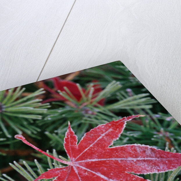 Frost on Japanese Maple Leaf and Pine Needles by Anonymous
