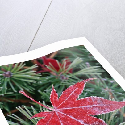 Frost on Japanese Maple Leaf and Pine Needles by Anonymous