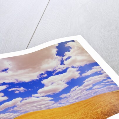 White Clouds Over Wheat Field by Anonymous