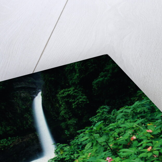 La Paz Waterfall and Blooming Impatiens by Anonymous