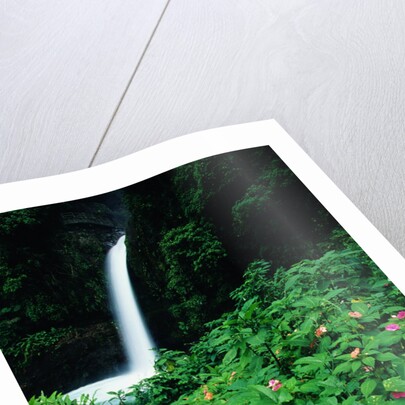 La Paz Waterfall and Blooming Impatiens by Anonymous