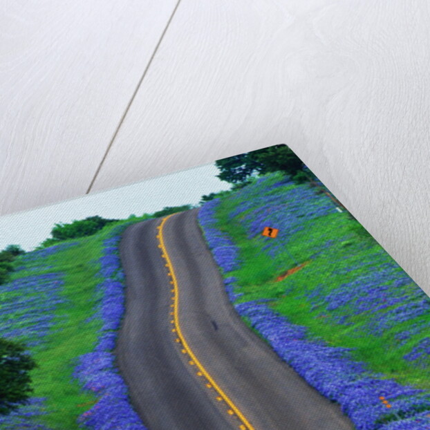 Bluebonnets Along a Highway by Anonymous
