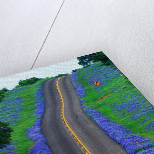 Bluebonnets Along a Highway by Corbis