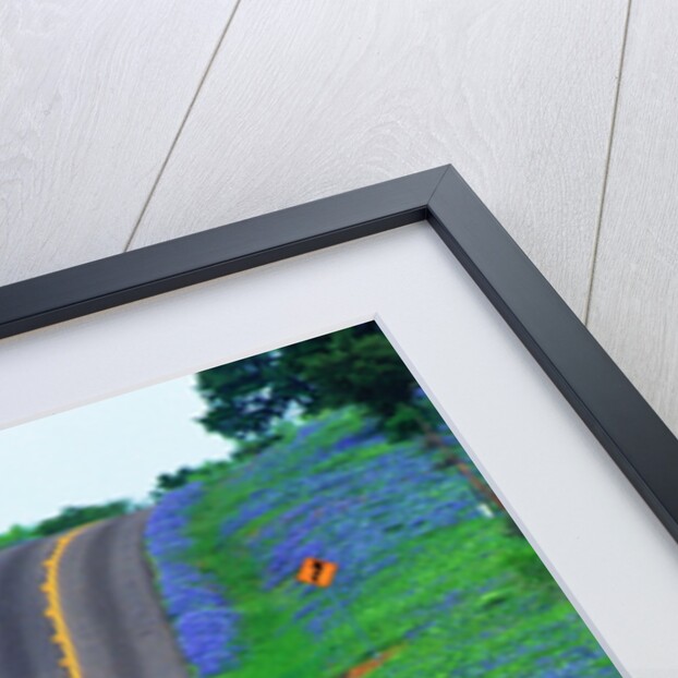 Bluebonnets Along a Highway by Corbis