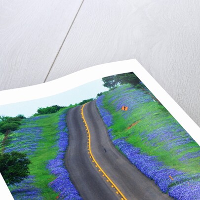 Bluebonnets Along a Highway by Anonymous