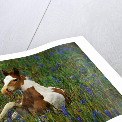 Colt Resting Among Bluebonnets by Corbis