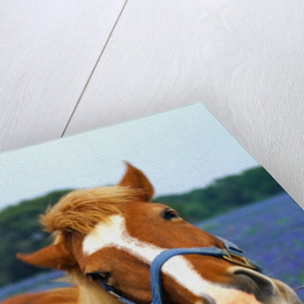 Horse Portrait by Anonymous