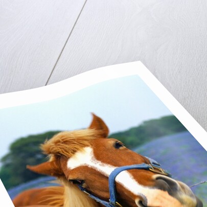 Horse Portrait by Anonymous