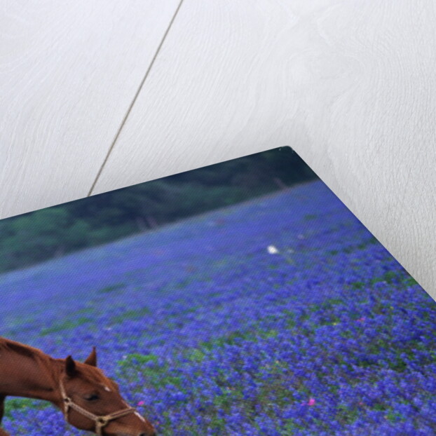 Horse Grazing Among Bluebonnets by Anonymous