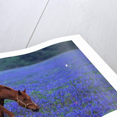 Horse Grazing Among Bluebonnets by Anonymous