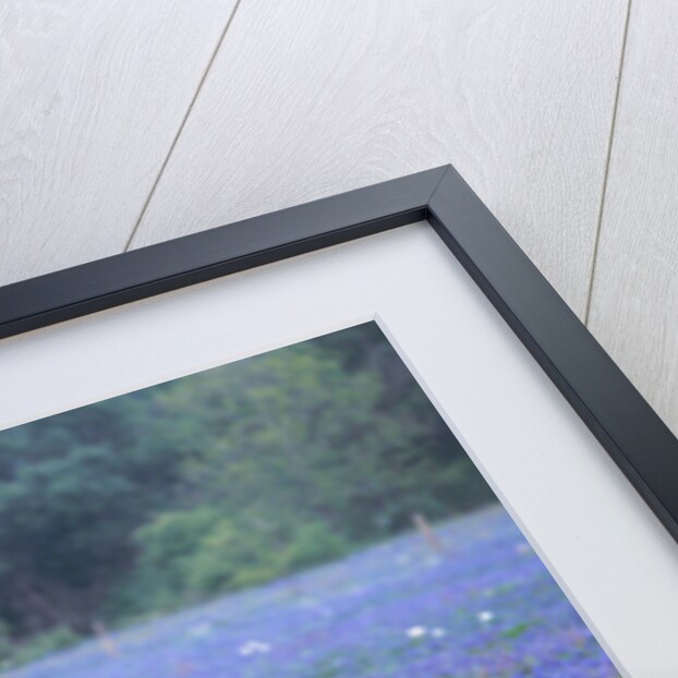 Horses Grazing Among Bluebonnets by Anonymous