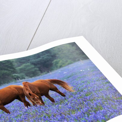 Horses Grazing Among Bluebonnets by Anonymous
