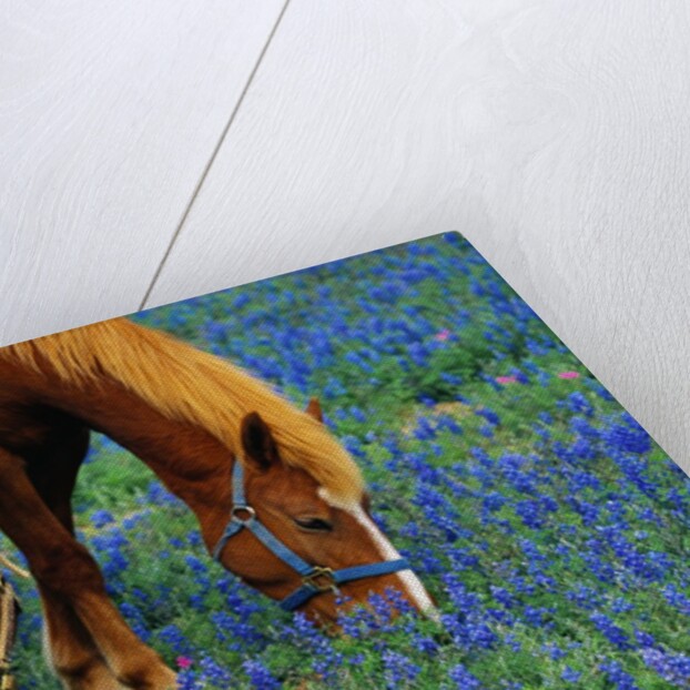 Horses Grazing Among Bluebonnets by Anonymous