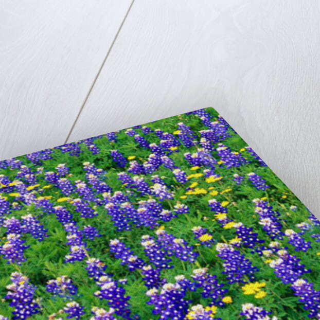 Bluebonnets and Flax by Anonymous