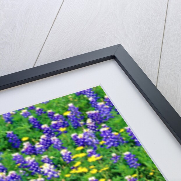 Bluebonnets and Flax by Anonymous