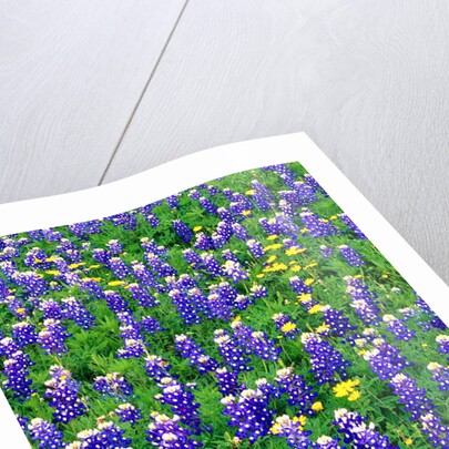 Bluebonnets and Flax by Anonymous