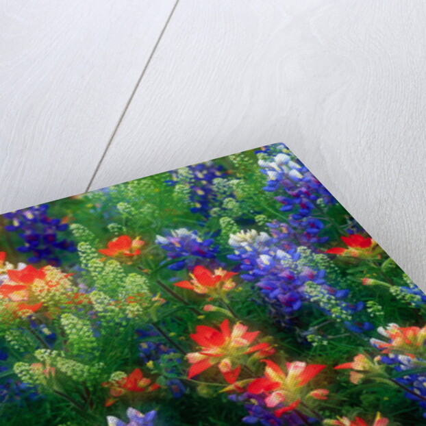 Bluebonnets and Paint Brush by Anonymous