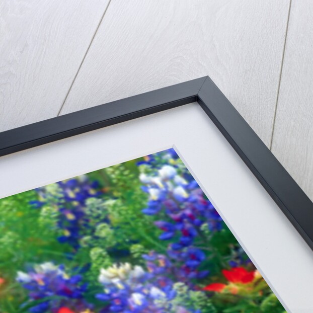 Bluebonnets and Paint Brush by Anonymous