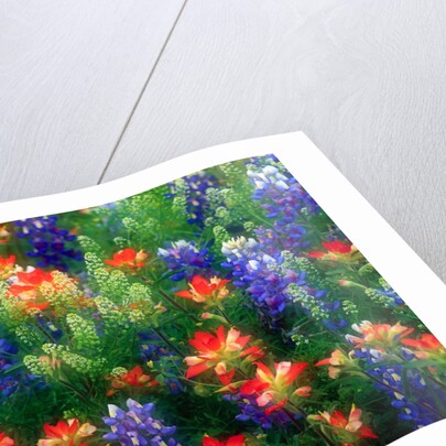 Bluebonnets and Paint Brush by Anonymous