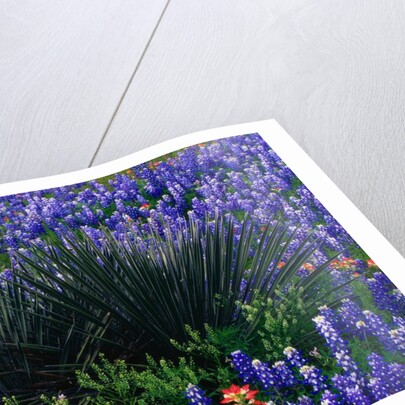 Bluebonnets Surrounding a Yucca Shrub by Anonymous