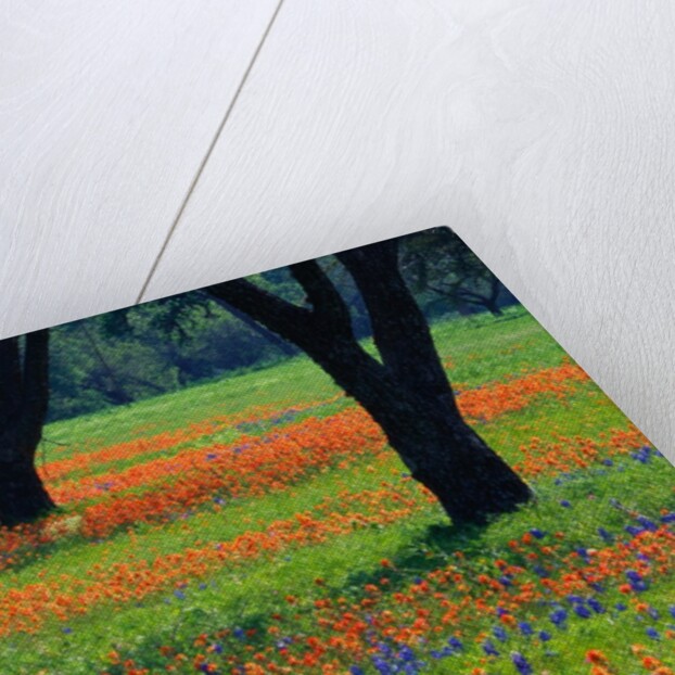 Field of Bluebonnets and Indian Paintbrush by Anonymous