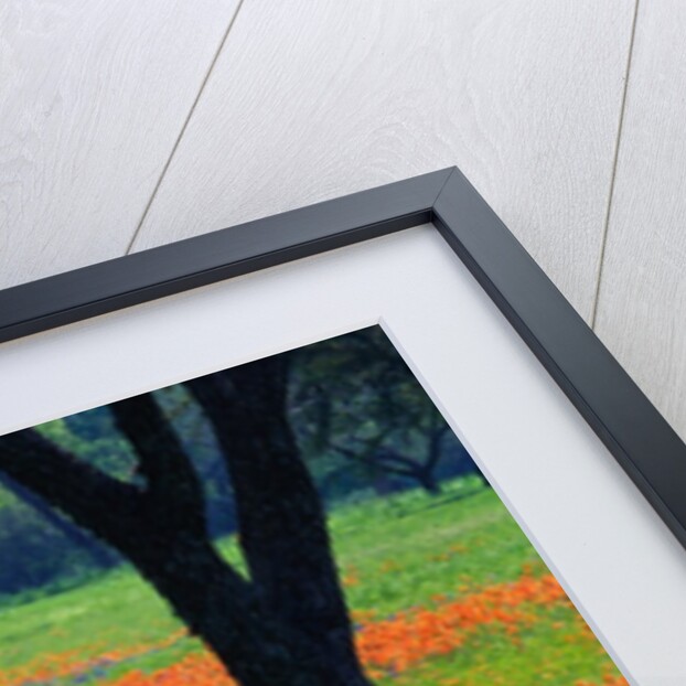 Field of Bluebonnets and Indian Paintbrush by Anonymous